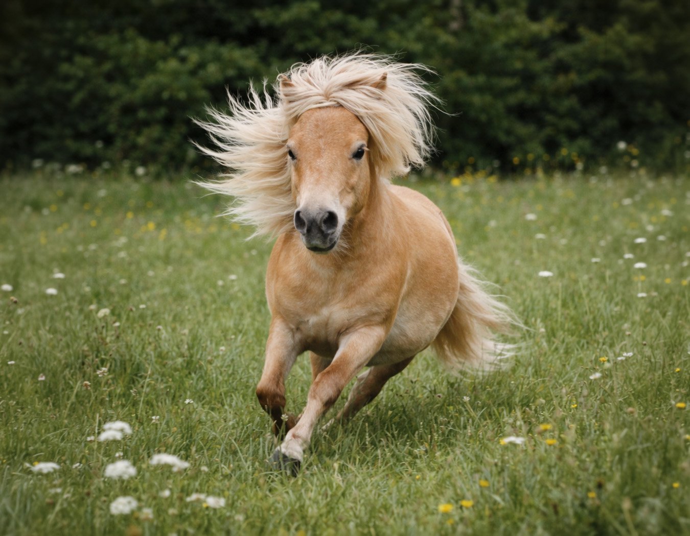 Caramel, le premier Shetland de Claire