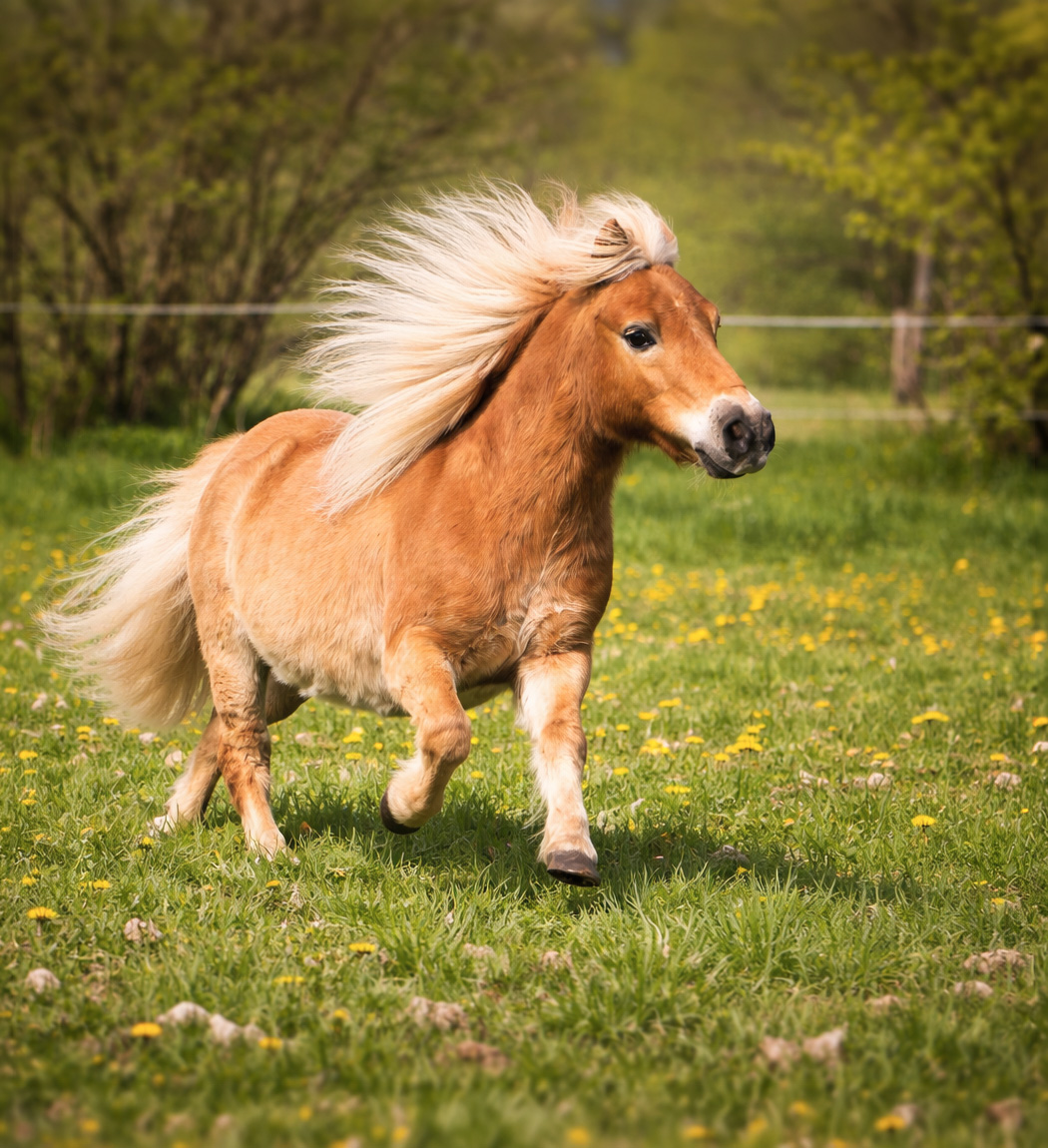 Claire Mérignac et ses Shetlands du Sanon