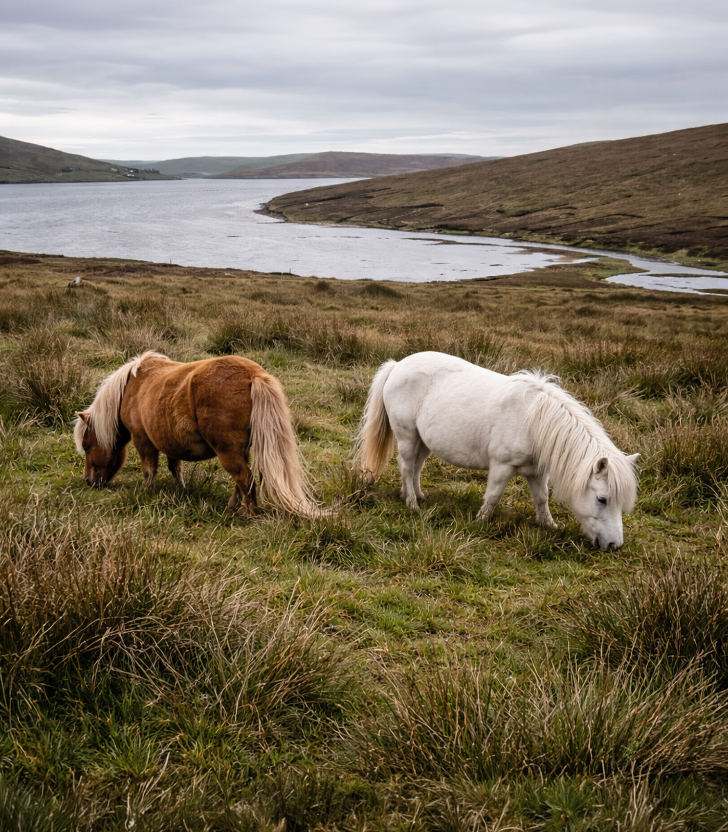 Les origines du poney Shetland