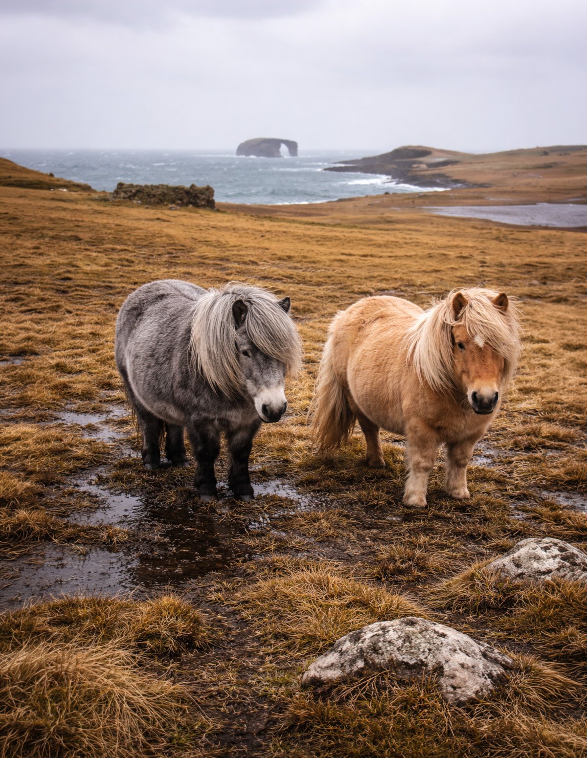 Les îles Shetland en Écosse, berceau de la race