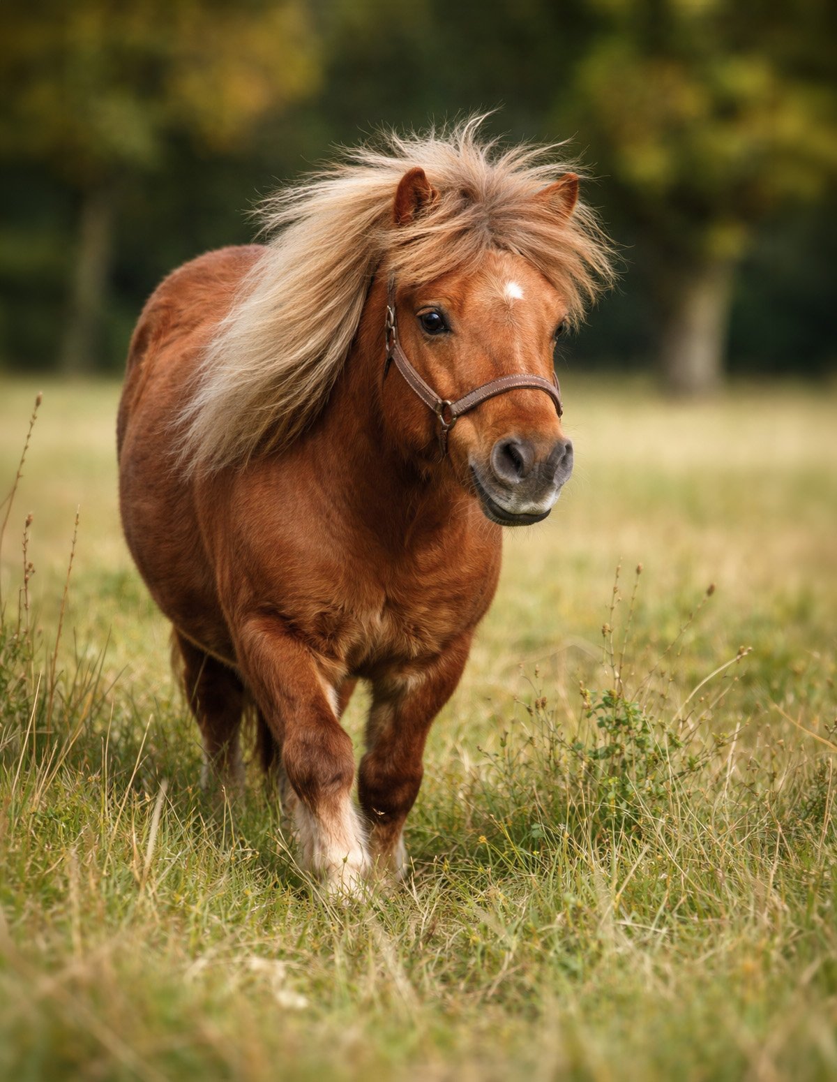 Un poney Shetland au caractère bien trempé