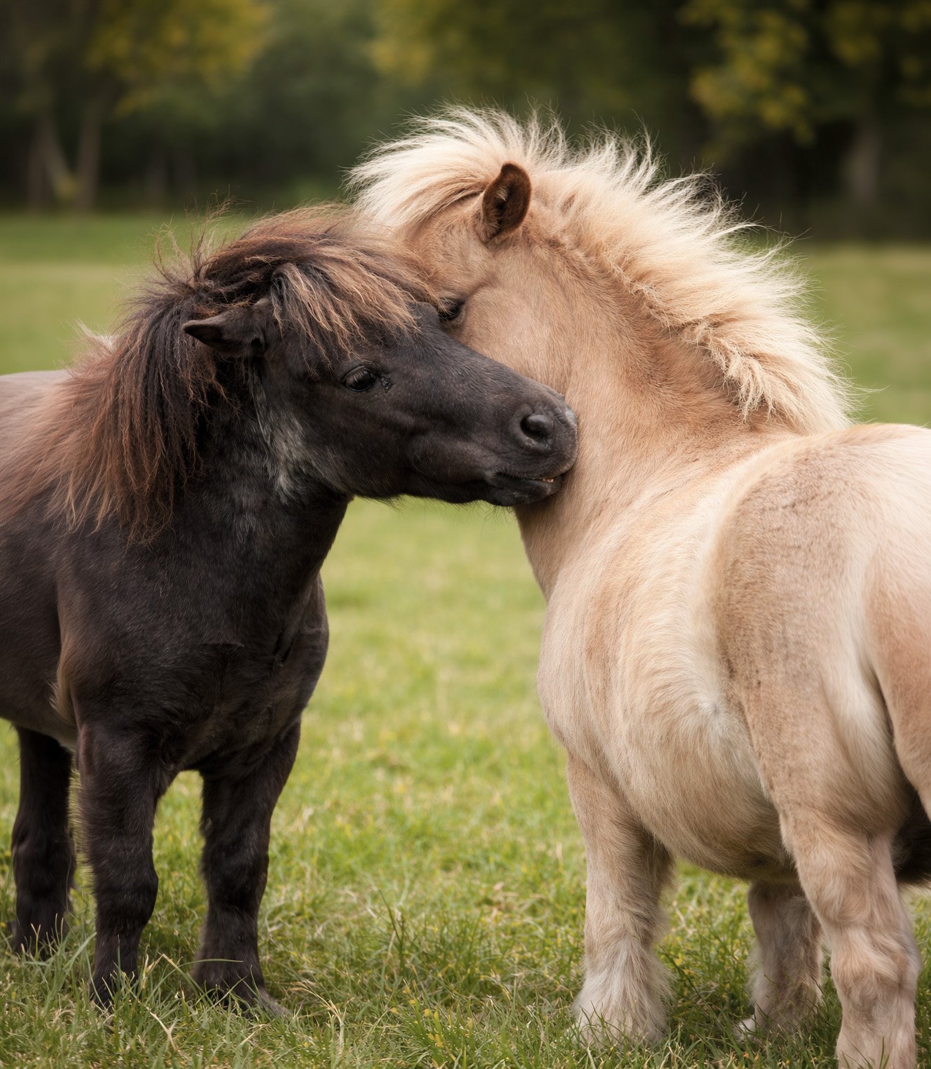 Prendre soin d'un poney Shetland