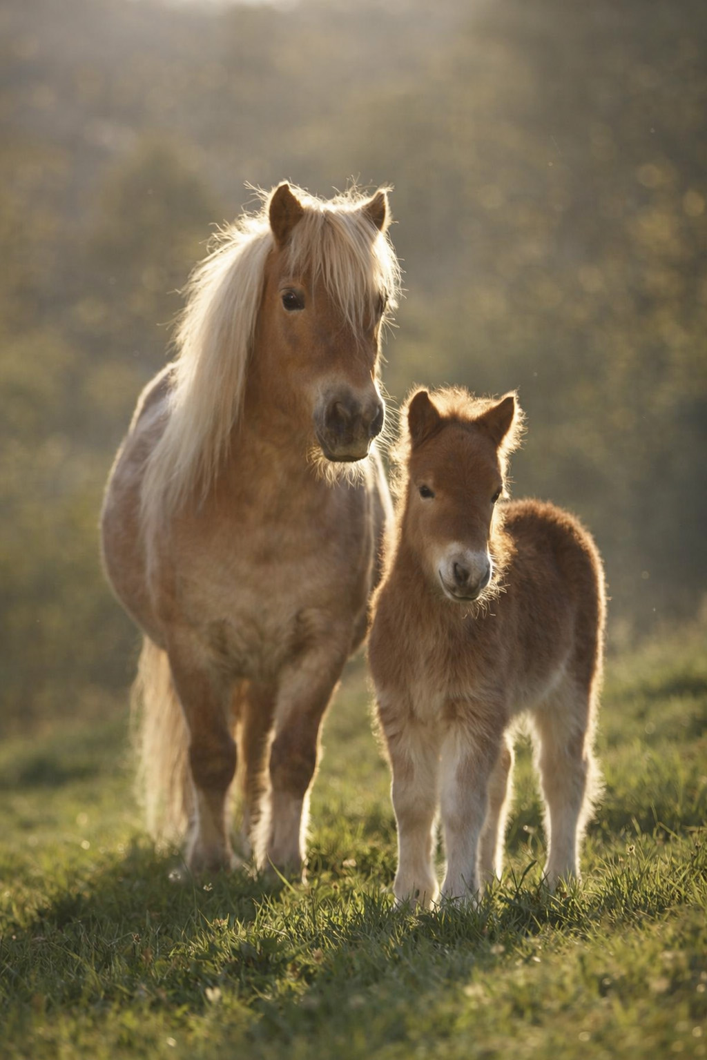 Shetlands du Sanon — poneys Shetland dans la prairie