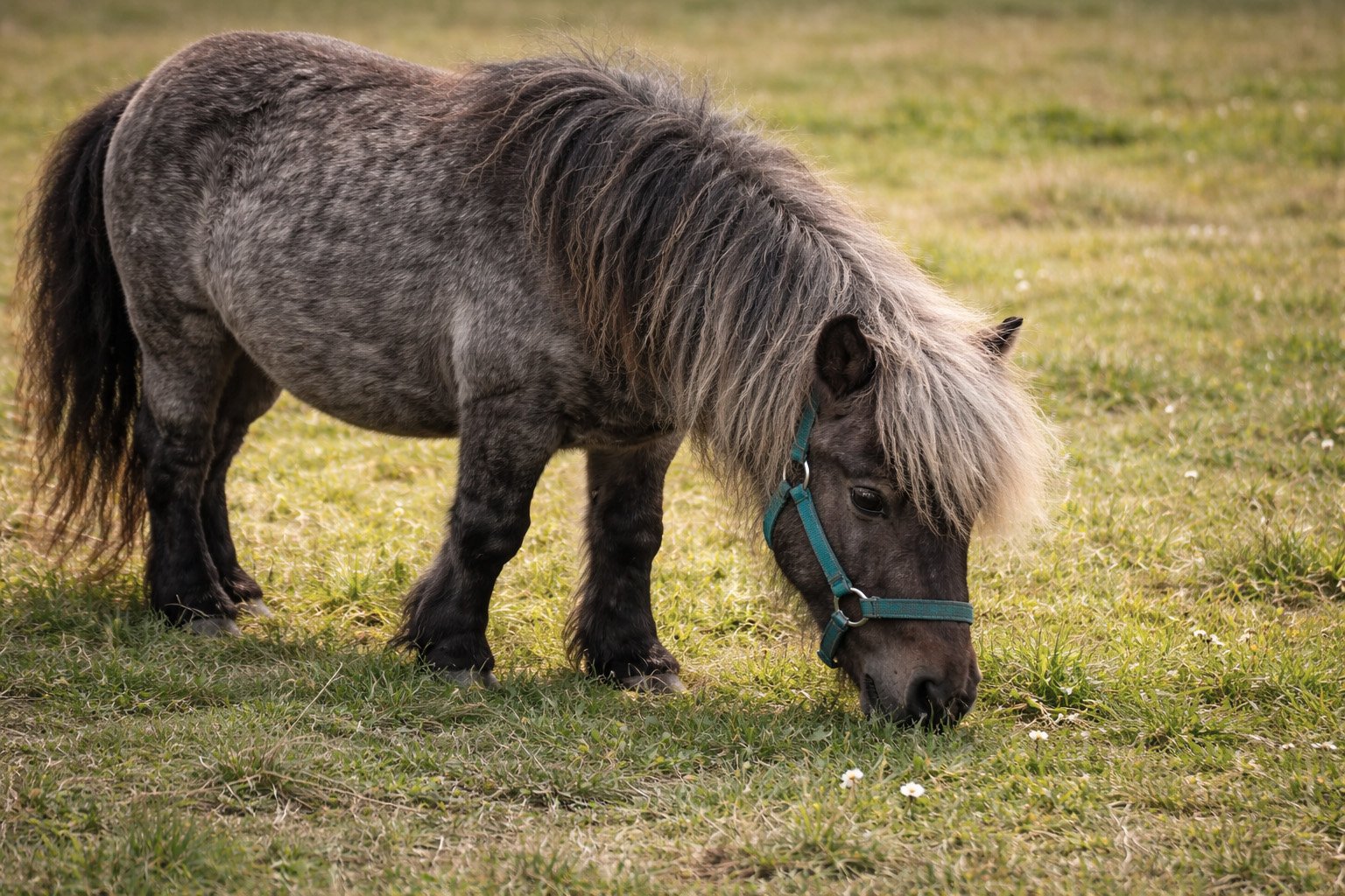 Poney Shetland — system digestif et santé