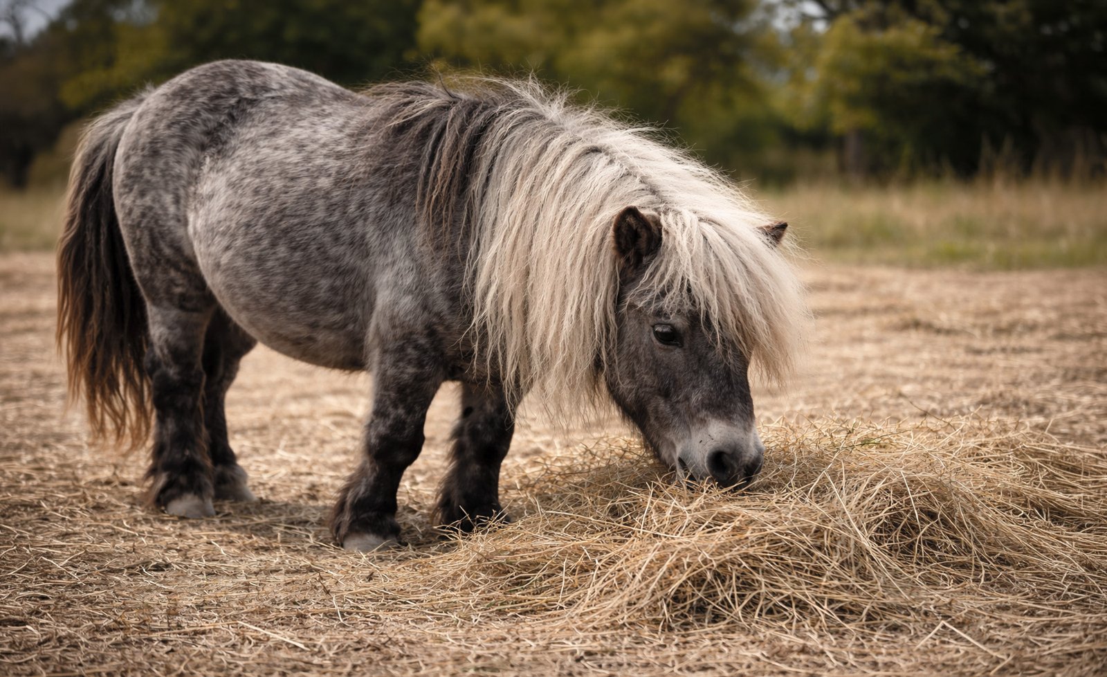 Shetland qui mange — observation du comportement alimentaire