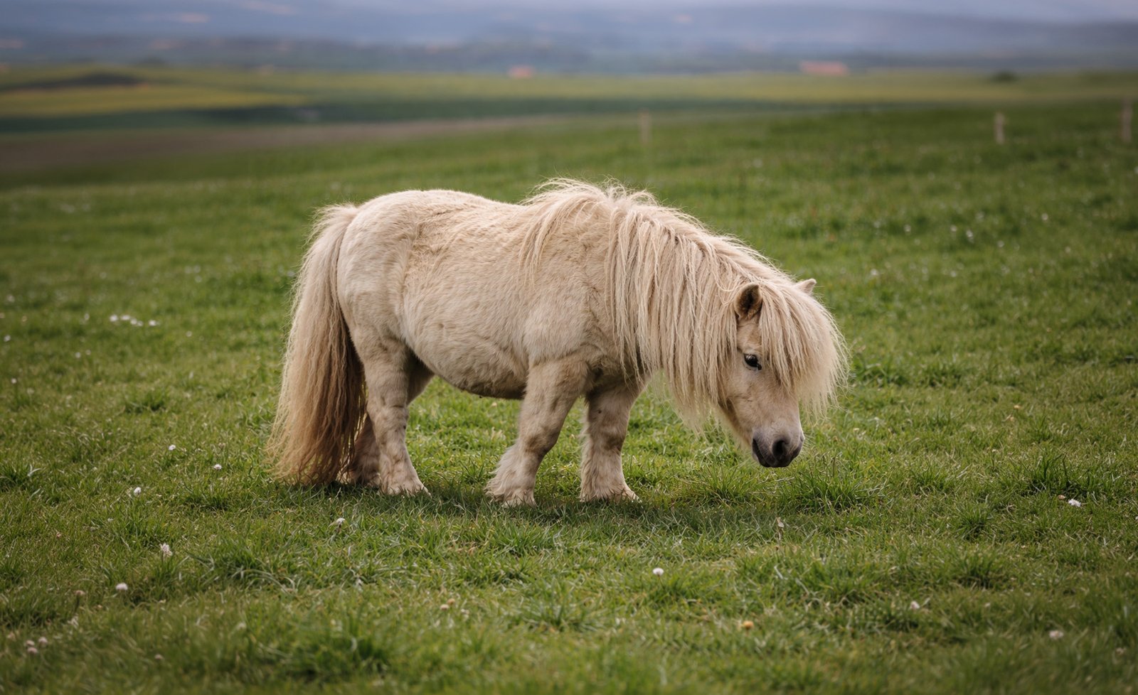 Shetland senior au pâturage