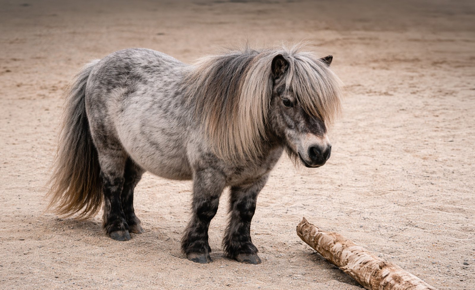 Shetland âgé dans son pâturage