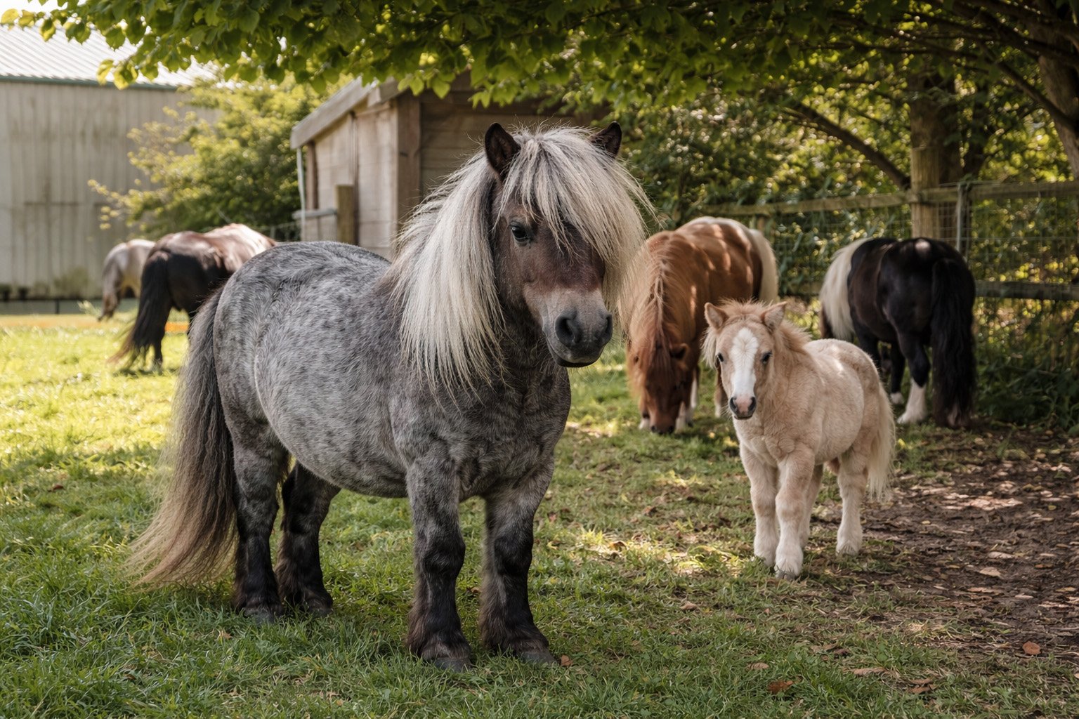 Shetland de qualité dans son pâturage