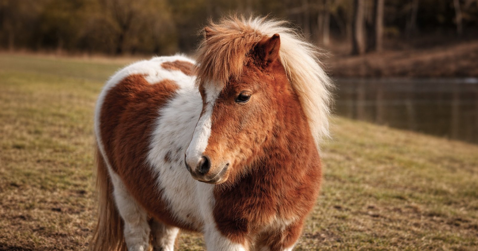 Les oreilles du Shetland, baromètre de ses émotions