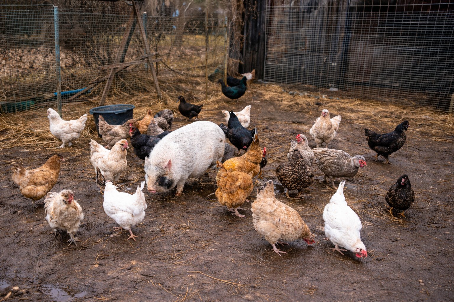 La basse-cour de Claire