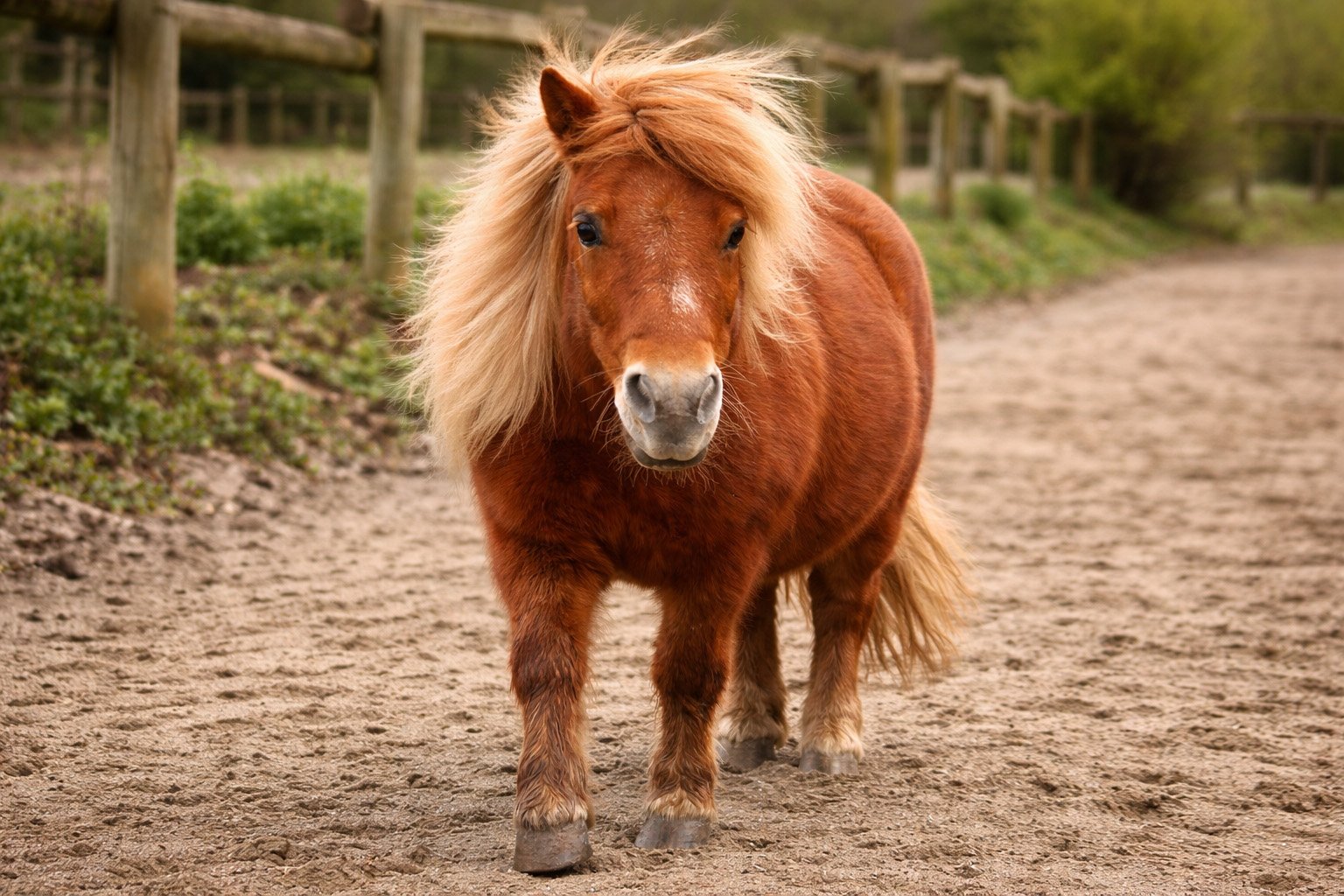 Profil d'un poney Shetland