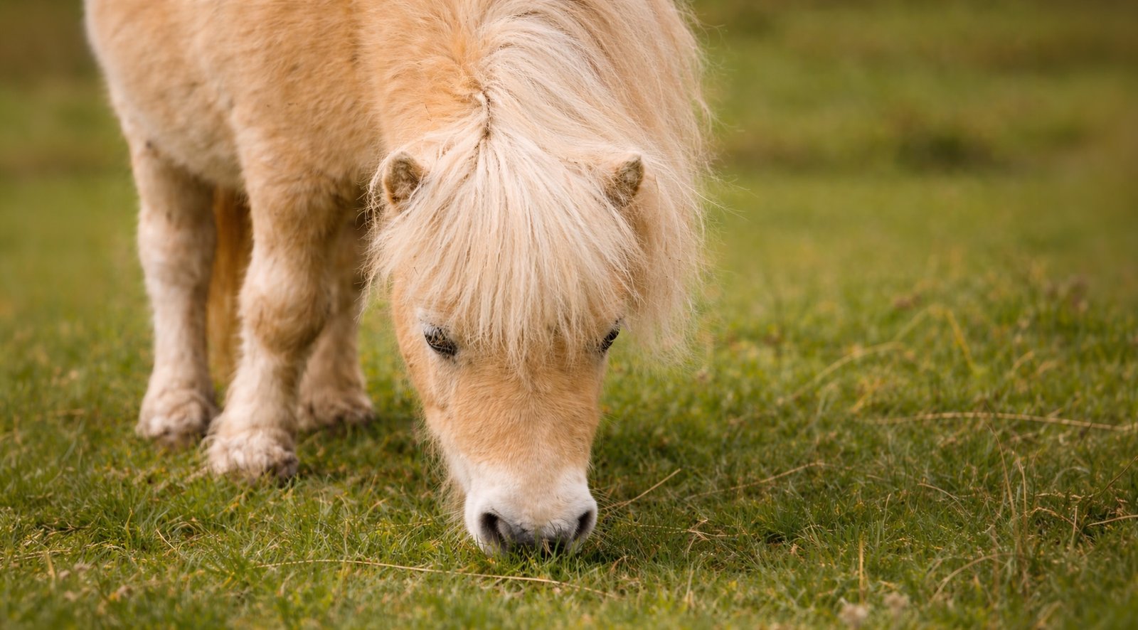 Shetland au pâturage — exposition aux parasites